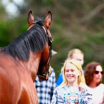 Okullara Özel Pony Atlar ve Antrenörlerle 4 Saatlik At Binme Aktivitesi
